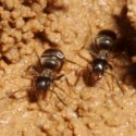 building behaviour of ants