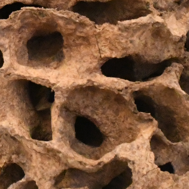 small fragment of Nasutitermes walkeri nest (photo 2019 Giulio Facchini and Andrea Perna)