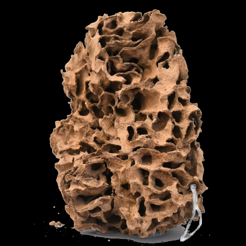 fragment of Nasutitermes walkeri termite nest