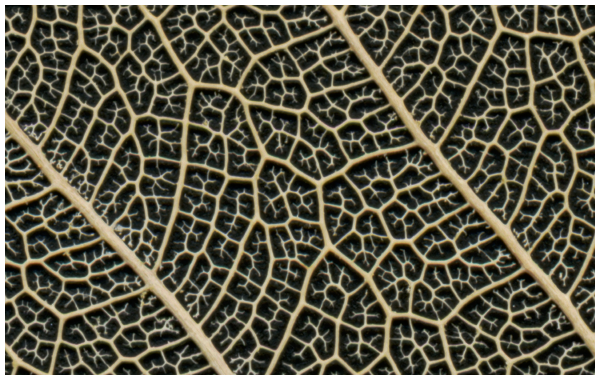 leaf venation pattern