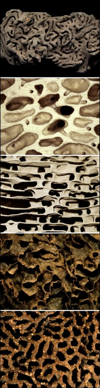 fragments of different termite nests
